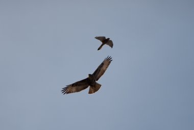 Poiane e gheppi verranno liberati domenica nella Masseria San Biagio