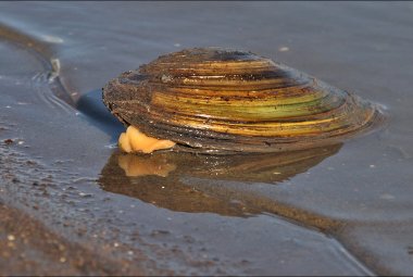 Fondamentali ma in via di scomparsa i molluschi di acqua dolce