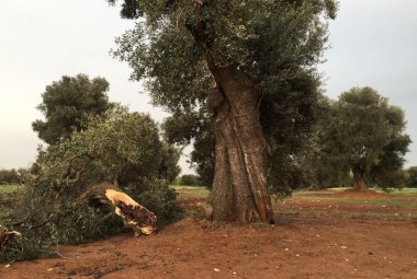 Maltempo, serre distrutte a Brindisi