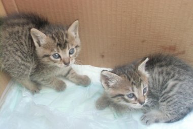 Due simpatici gattini cercano coccole
