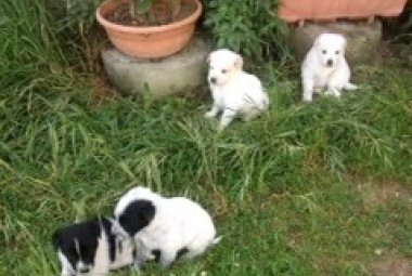 "Regalo tre affettuosi cuccioli meticci"