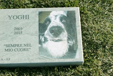 Un successo il primo cimitero per cani