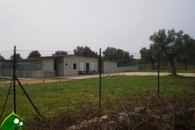 Il Sindaco ordina la chiusura del canile comunale di Contrada Latronica e il trasferimento dei cani