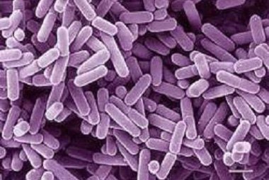 I batteri per vivere più di cento anni