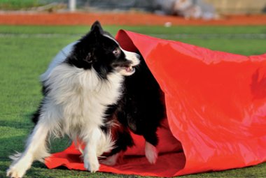 Ottimo successo per i "Dog olimpic games"