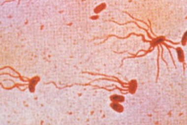 La tossina tifoide ha un ruolo chiave contro il tumore epatobiliare