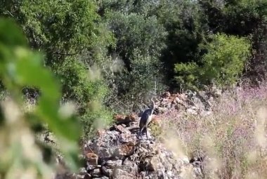 L'Airone cenerino sul canale dell'Asso
