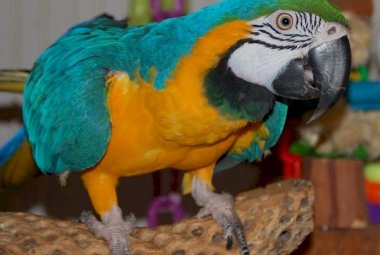 Sia festa anche per gli animali!