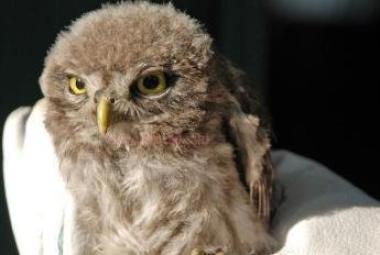 Salvata a Lecce una piccola civetta