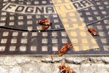 "Le blatte della fogna nera competono ad altri"