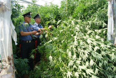 Una piantagione di marijuana ed un arsenale in villa, un arresto a Melendugno