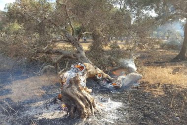 Cinquanta ulivi a fuoco fra Galatina e Collemeto