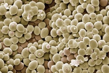 Lo sviluppo della cellula in un modello matematico