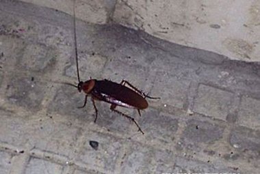 Scarafaggi anche nel centro antico