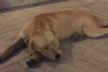 Melodì ha bisogno di una casa