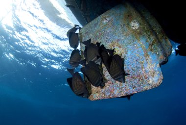 Come cambiano gli ecosistemi marini