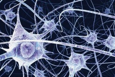 Si può prevenire la morte dei neuroni