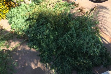 Coltivazione di marjuana, arrestato ventottenne nohano