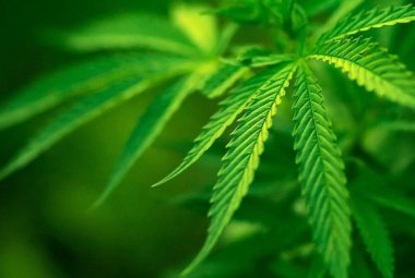 Coltivazione della canapa in Puglia, una proposta di legge regionale