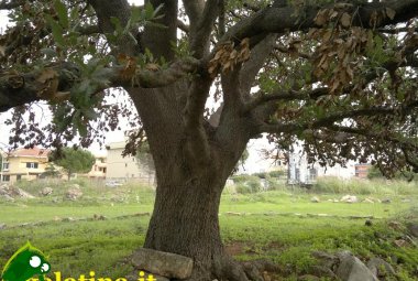 Nascerà il “Parco della Quercia Vallonea”?