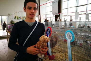 Il gallo nero portafortuna e quello più piccolo del mondo in mostra a Galatina