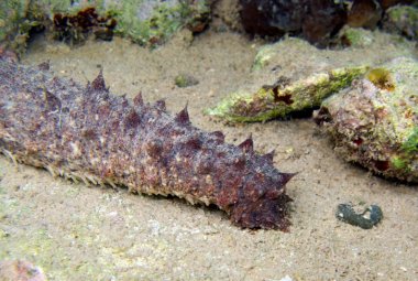 Cetriolo di mare, il Consiglio Regionale vota una risoluzione per limitarne la raccolta
