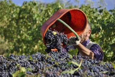 A Lecce un corso di laurea triennale in “Viticoltura ed Enologia”?