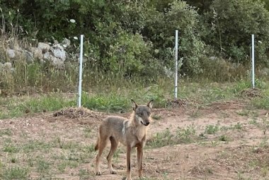 Un lupo