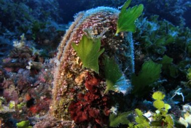 Tesori dal mare. La porpora e il bisso marino