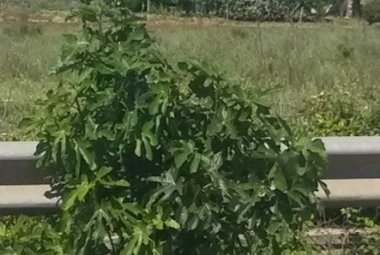 Alberi pericolosi